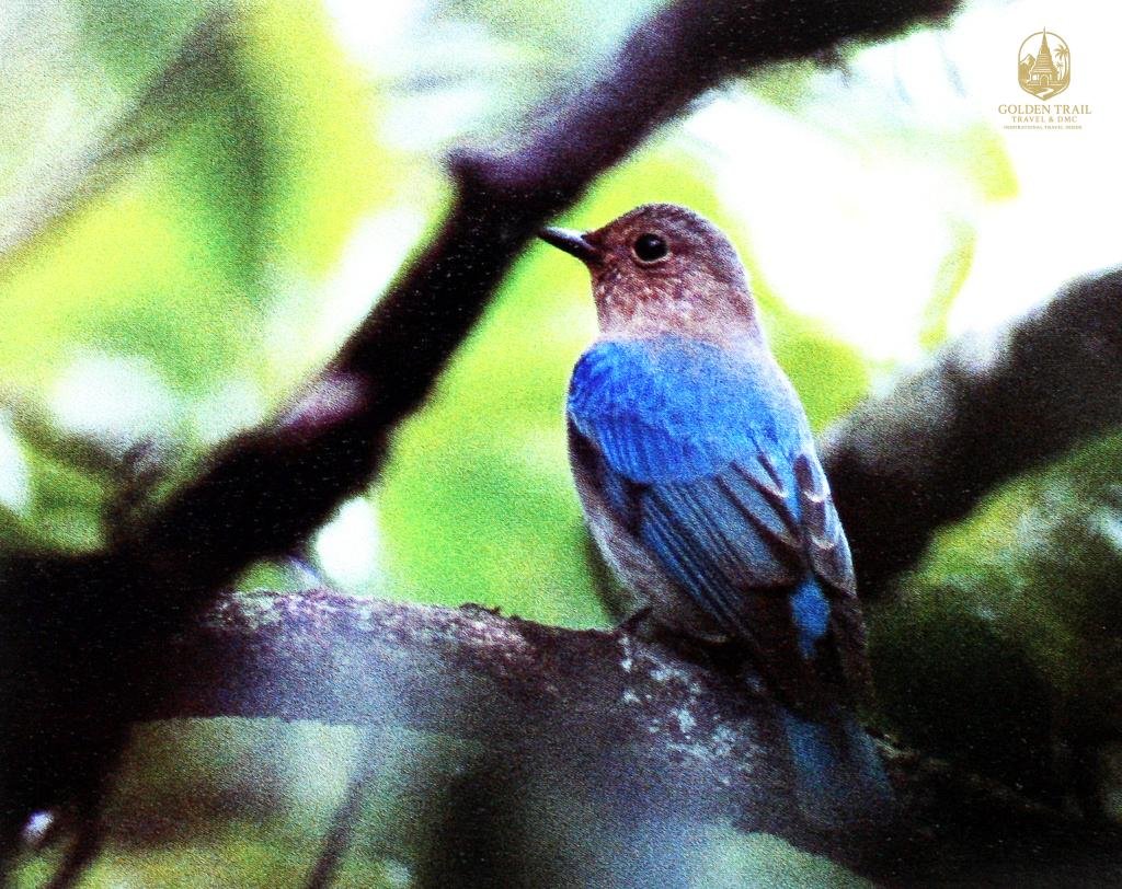Hanoi to Tam Dao Bird Watching Day Trip: A Premier Avian Adventure